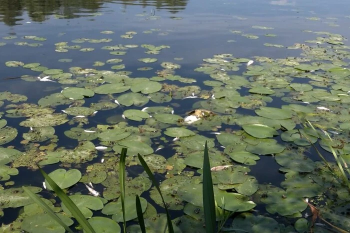 Забруднена вода з Десни дісталася Київщини: чи є небезпека